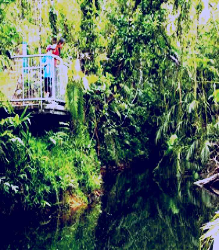 SubjectCoach | Djiru National Park