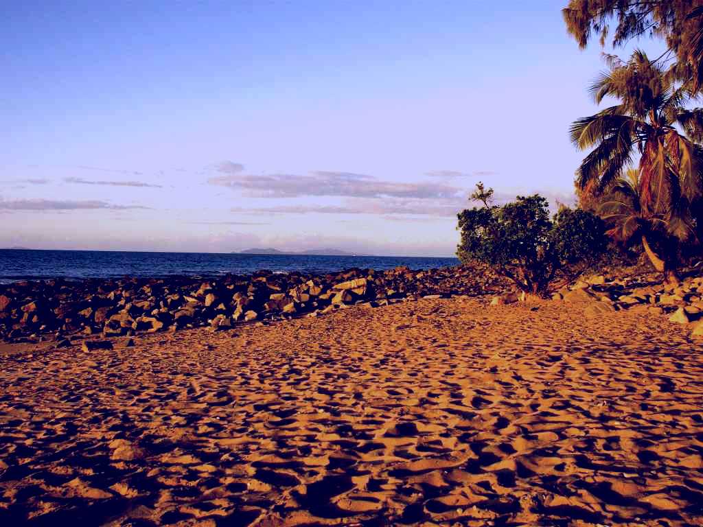 SubjectCoach | Dolphin Heads