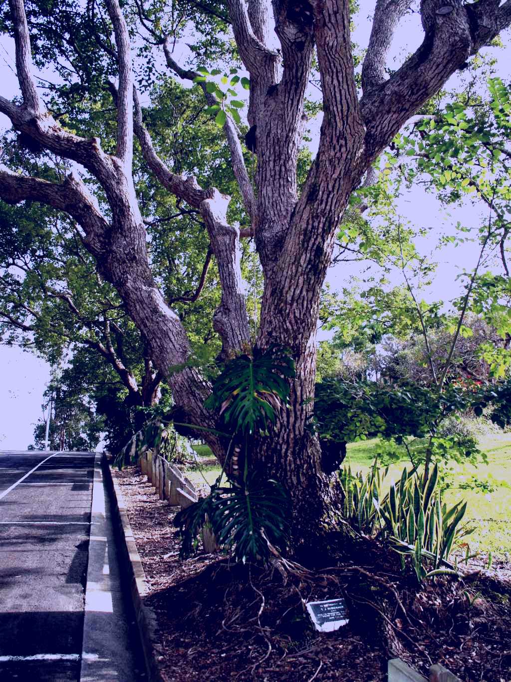 SubjectCoach | Eumundi War Memorial