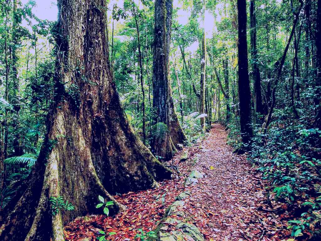 SubjectCoach | Eungella National Park