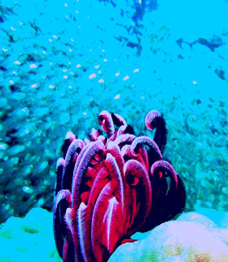 SubjectCoach | Fitzroy Reef Lagoon
