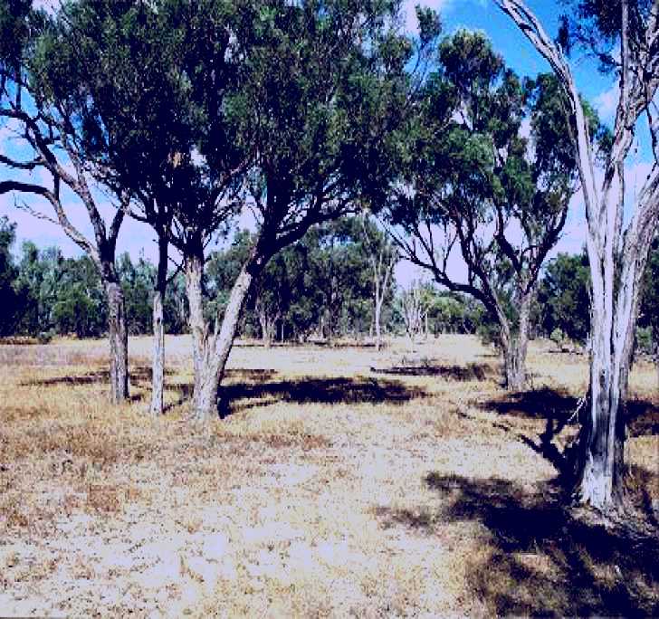 SubjectCoach | Forest Den National Park