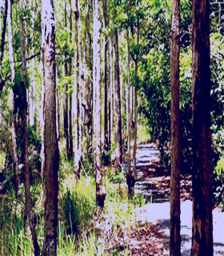 SubjectCoach | Hallorans Hill Conservation Park