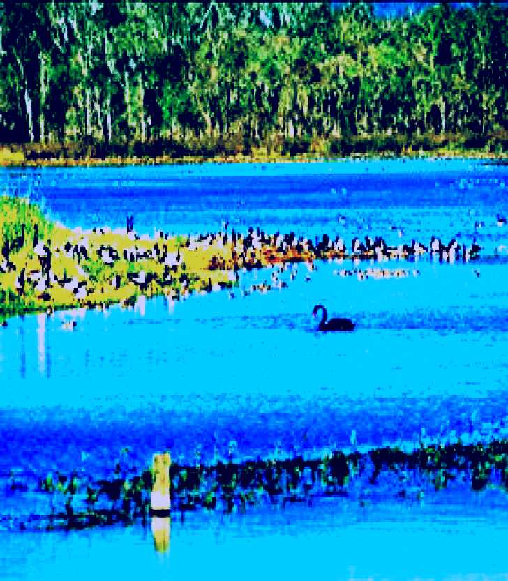 SubjectCoach | Hasties Swamp National Park