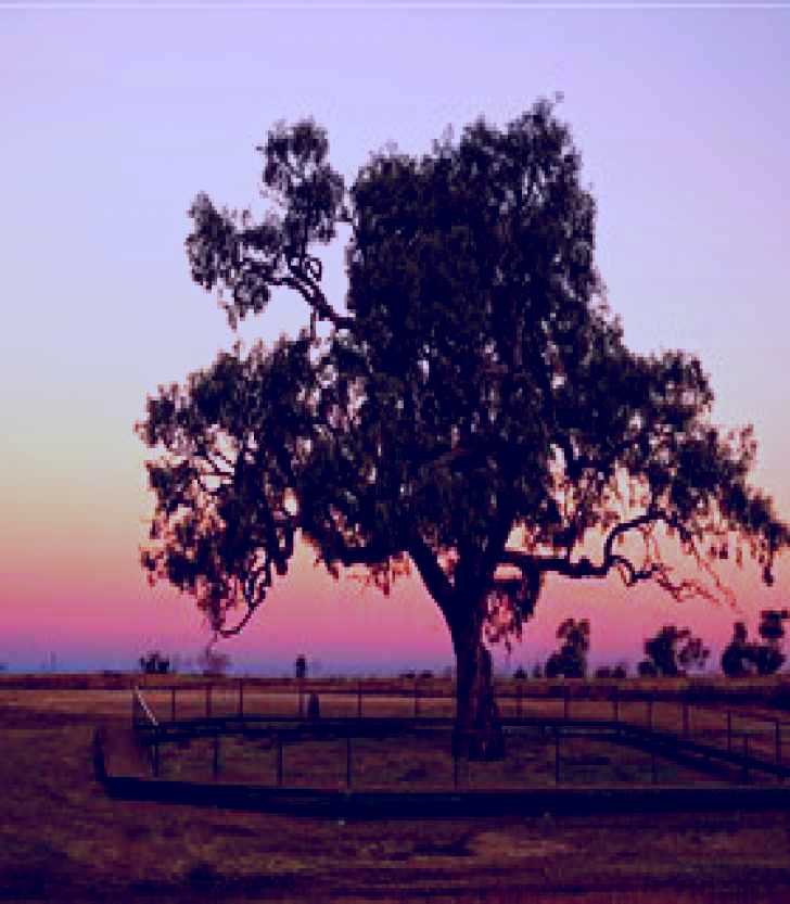SubjectCoach | Historic Coolabah Tree