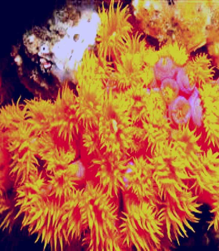 SubjectCoach | Jew Shoal Dive Site