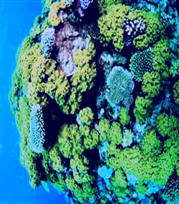 SubjectCoach | Keeper Reef Dive Site