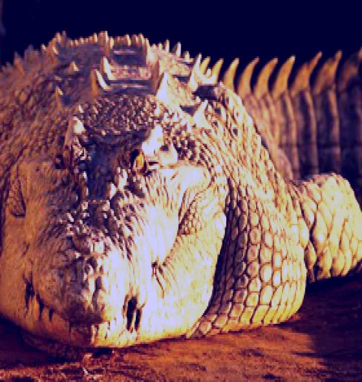 SubjectCoach | Koorana Crocodile Farm