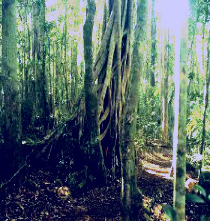 SubjectCoach | Lamington National Park, Binna Burra Section
