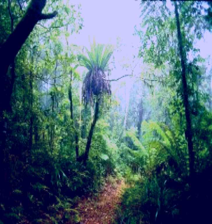 SubjectCoach | Lamington National Park, Green Mountains Section