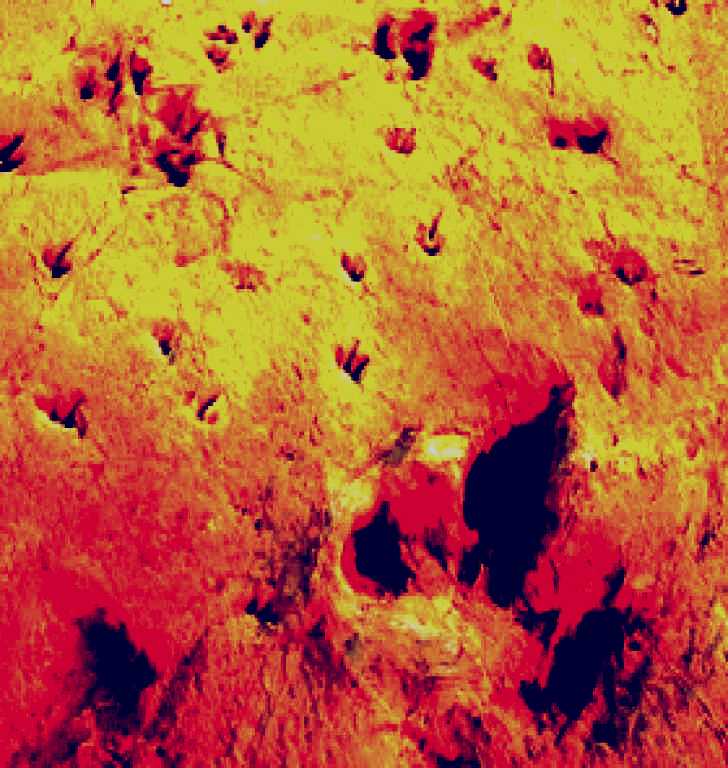 SubjectCoach | Lark Quarry Conservation Park