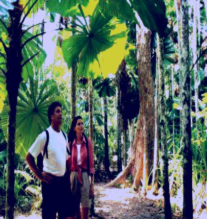 SubjectCoach | Licuala State Forest