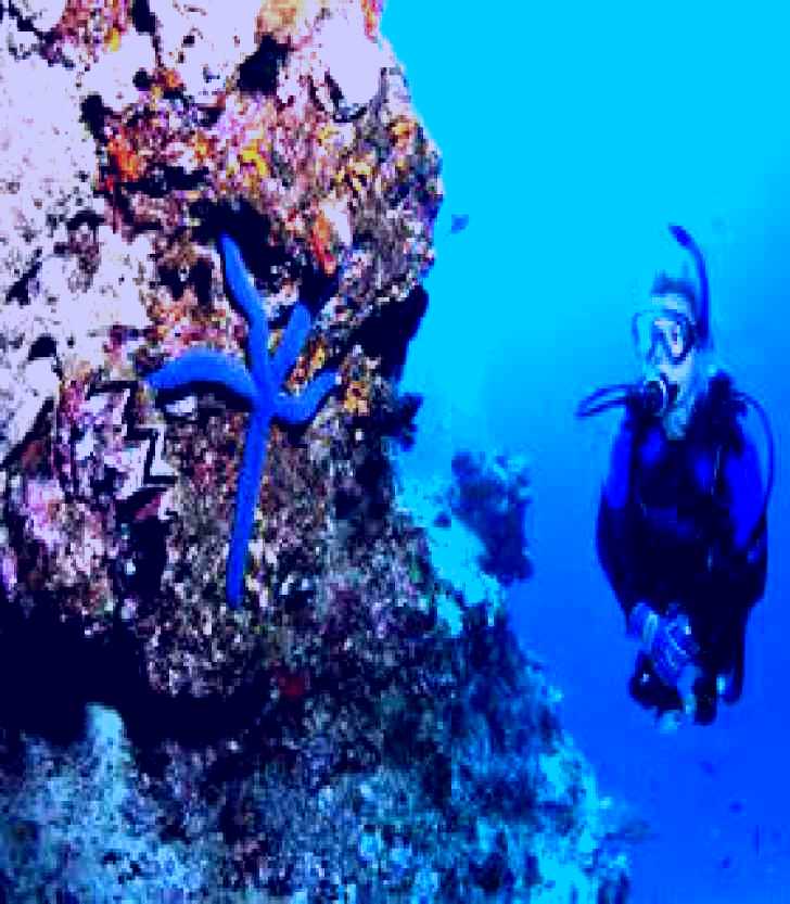 SubjectCoach | Lighthouse Bommie Dive Site