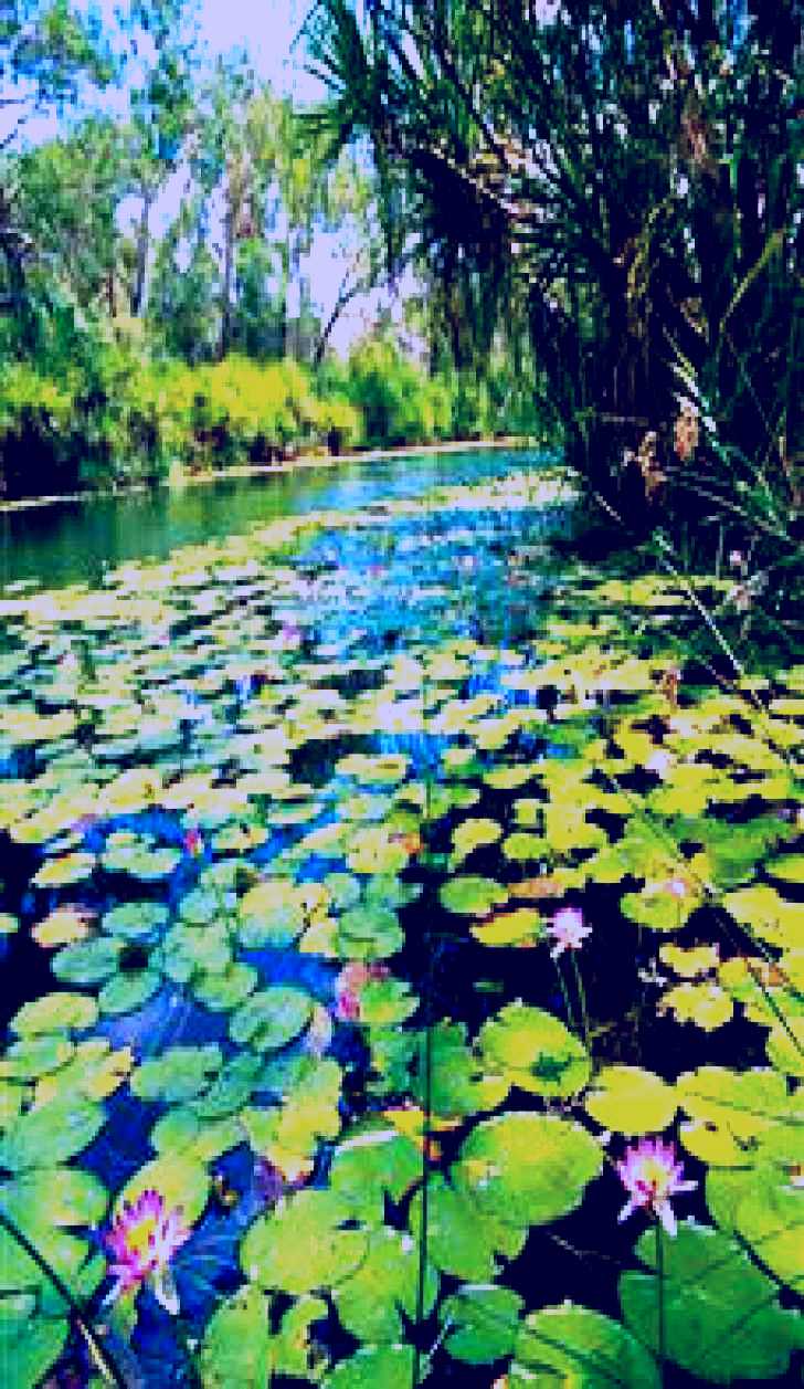 SubjectCoach | Lily Lagoon