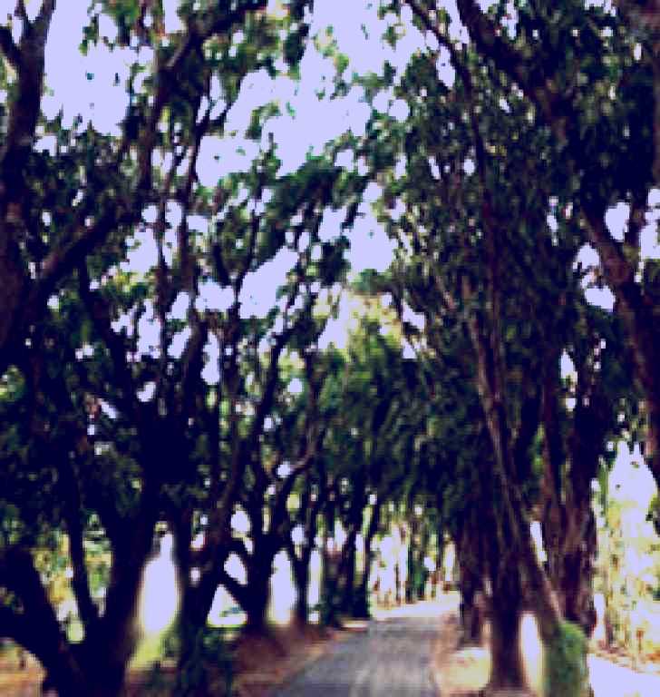 SubjectCoach | Mango Avenue