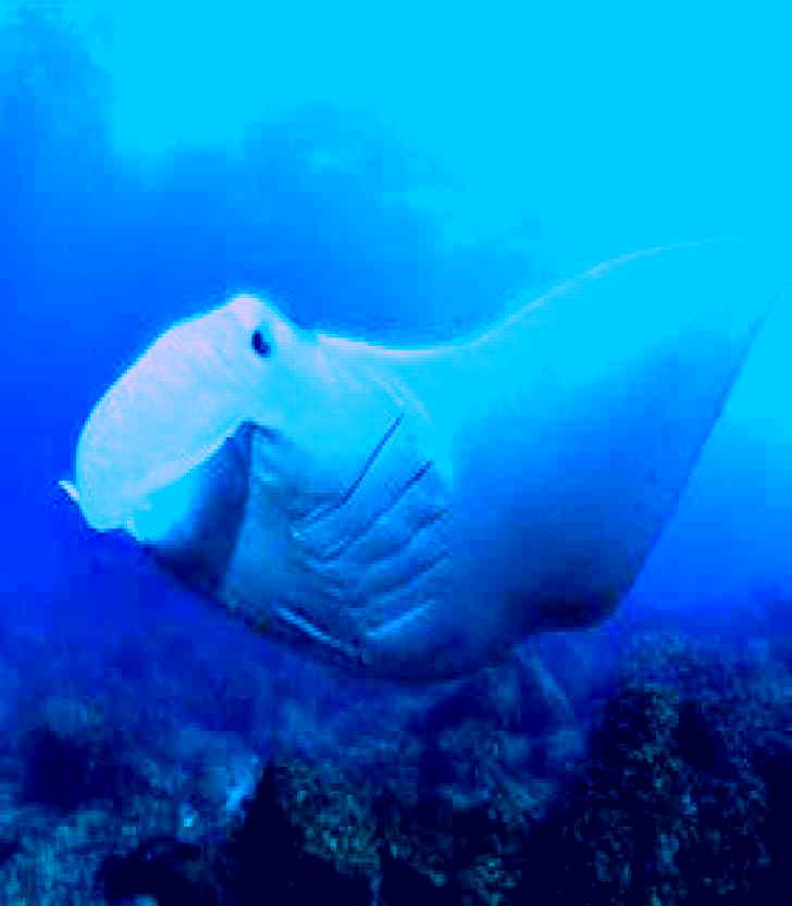 SubjectCoach | Manta Bommie Dive Site