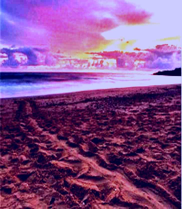 SubjectCoach | Mon Repos Beach