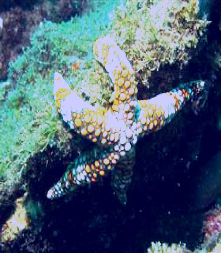 SubjectCoach | Mudjimba (Old Woman) Island Dive Site