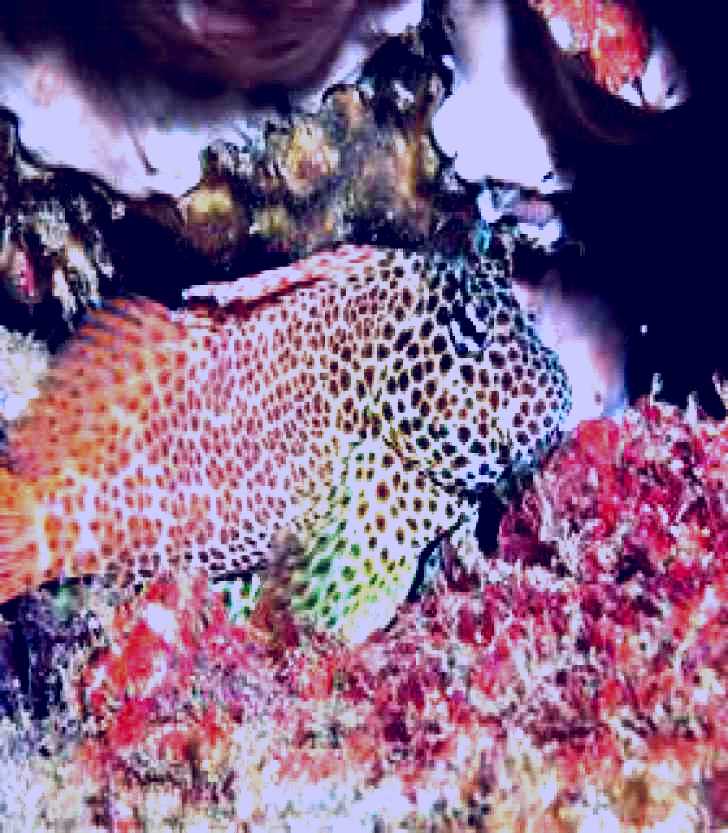 SubjectCoach | Nine Mile Reef Dive Site