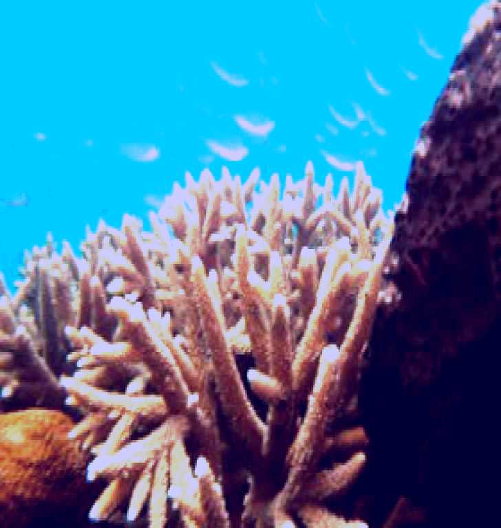 SubjectCoach | Normanby Reef