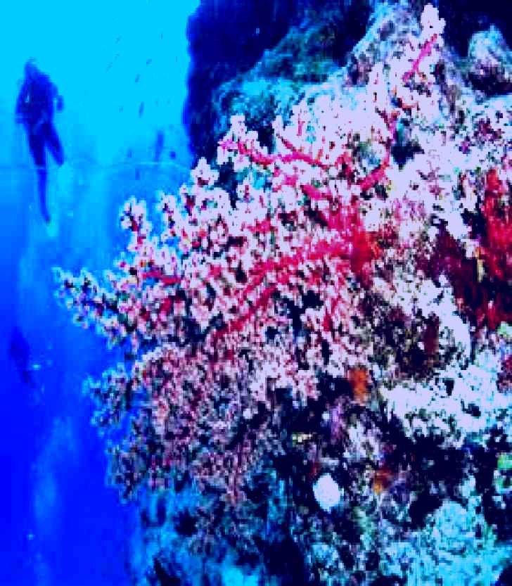 SubjectCoach | Nursery Bommie Dive Site