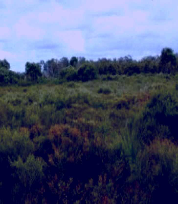 SubjectCoach | Pine Ridge Conservation Park