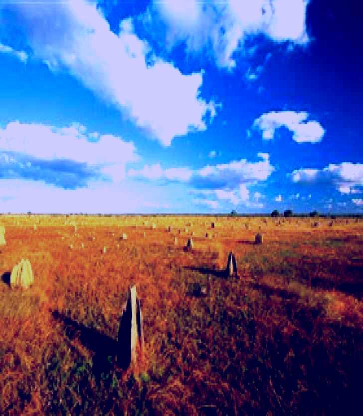 SubjectCoach | Rinyirru (Lakefield) National Park (CYPAL)
