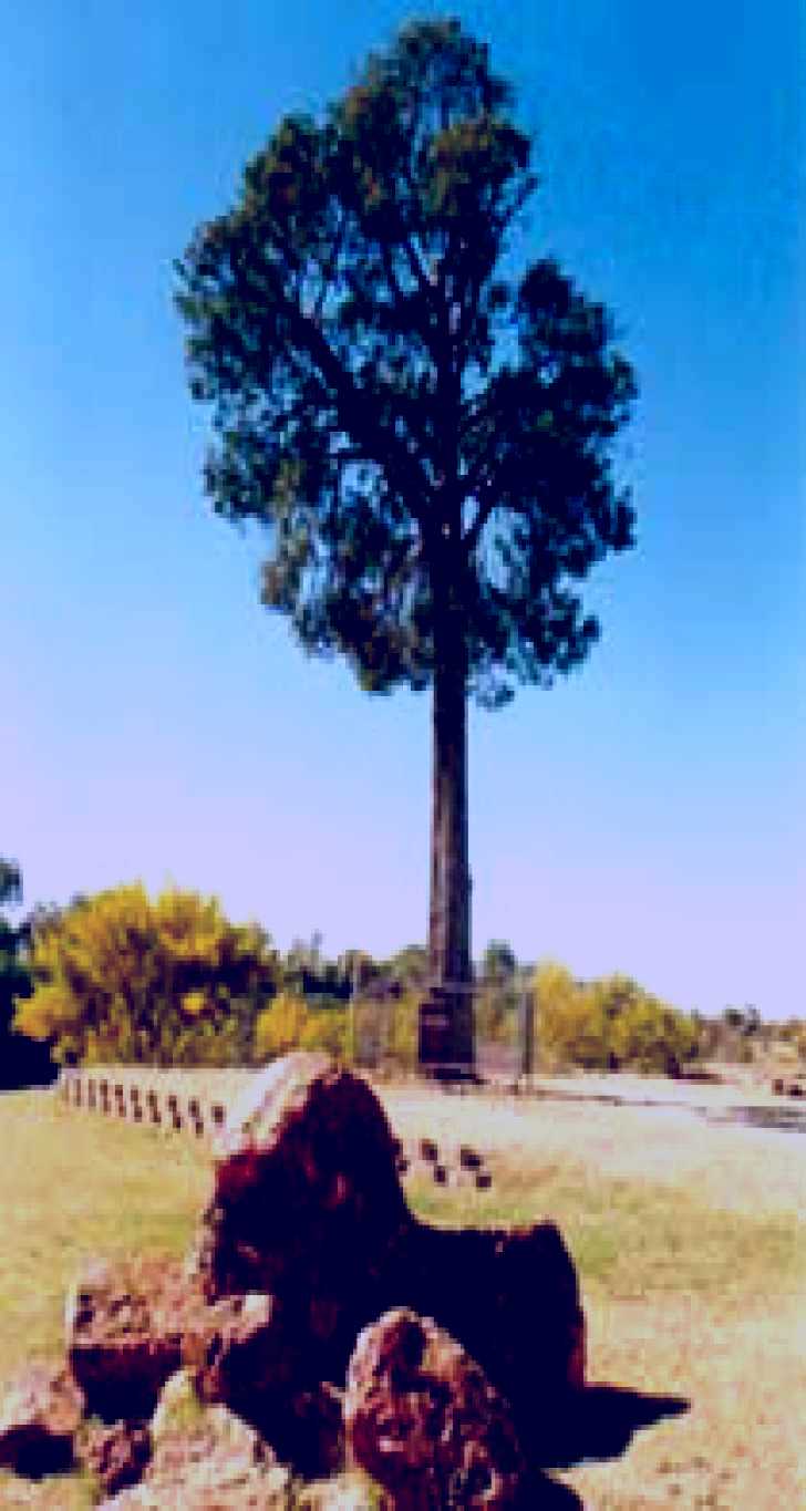 SubjectCoach | Robbers Tree