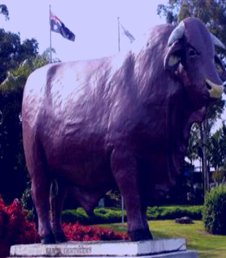 SubjectCoach | Rockhampton Bull Statues