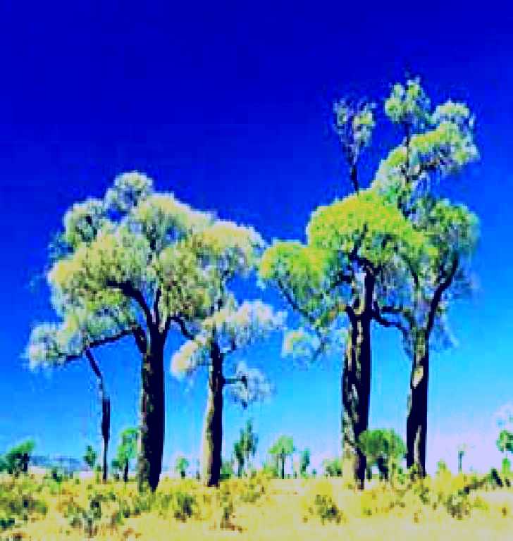 SubjectCoach | Salvator Rosa Section - Carnarvon National Park