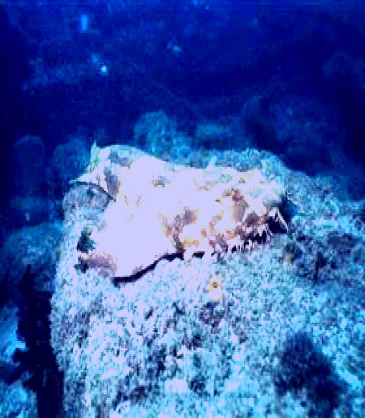 SubjectCoach | Scottish Prince Dive Site