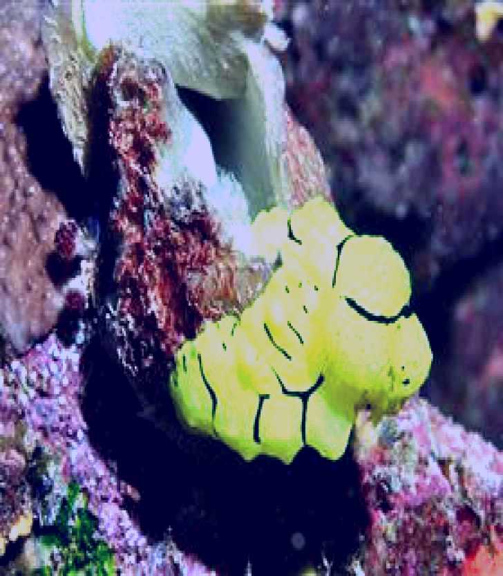 SubjectCoach | The Oasis Dive Site