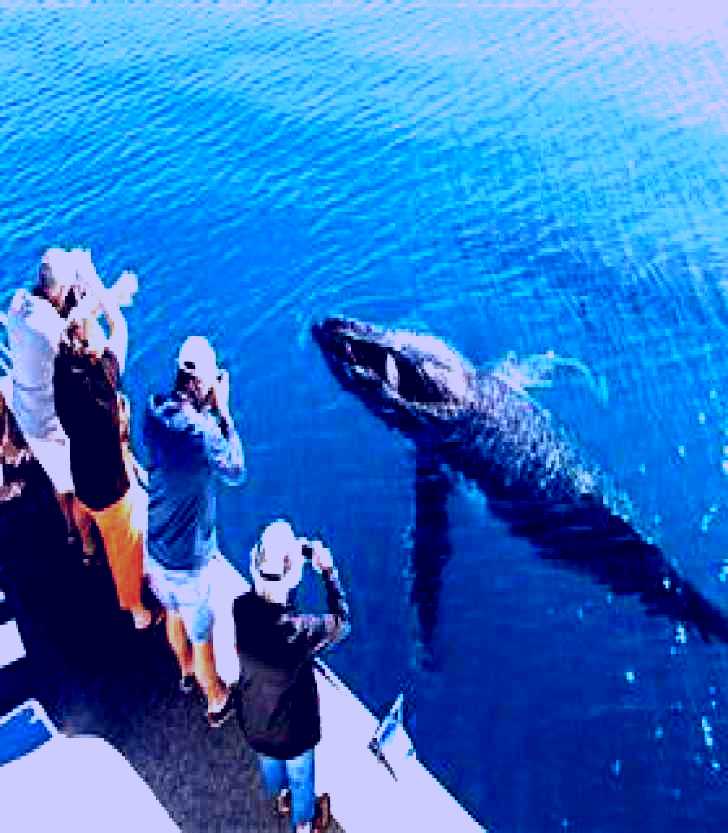 SubjectCoach | Whale Watching