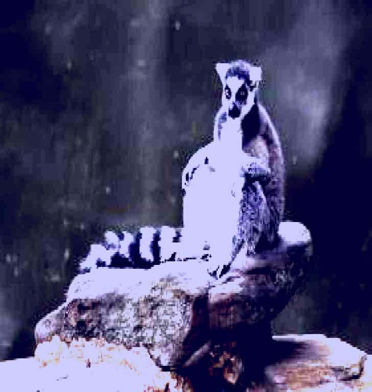 SubjectCoach | Adelaide Zoo