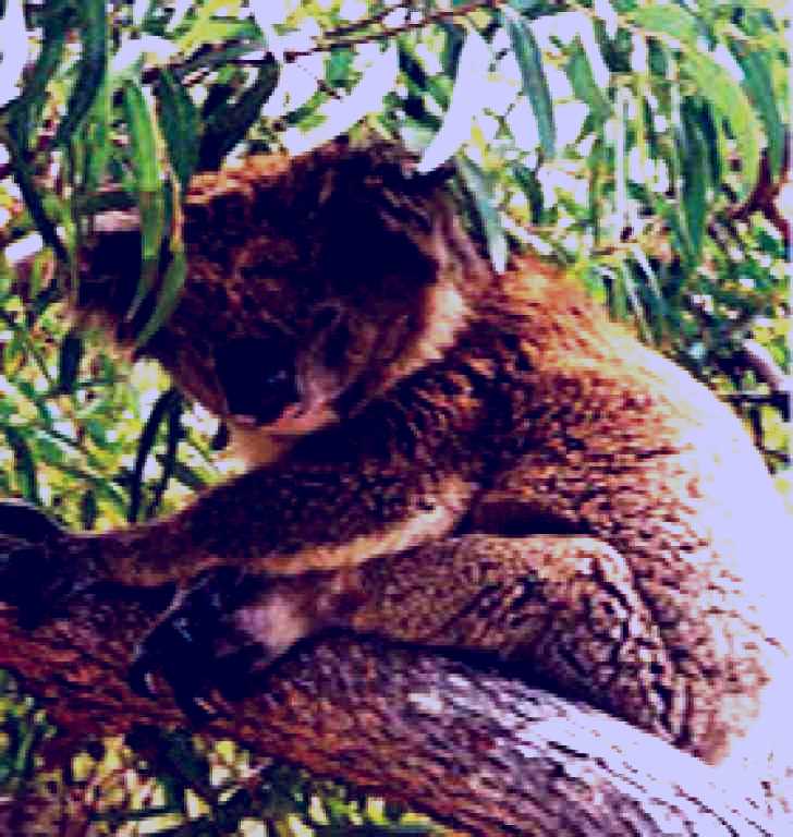 SubjectCoach | Mikkira Station