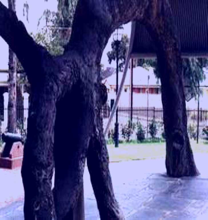 SubjectCoach | Old Gum Tree