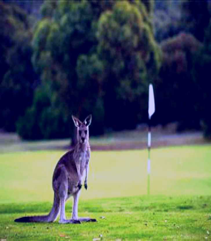 SubjectCoach | Anglesea Golf Club