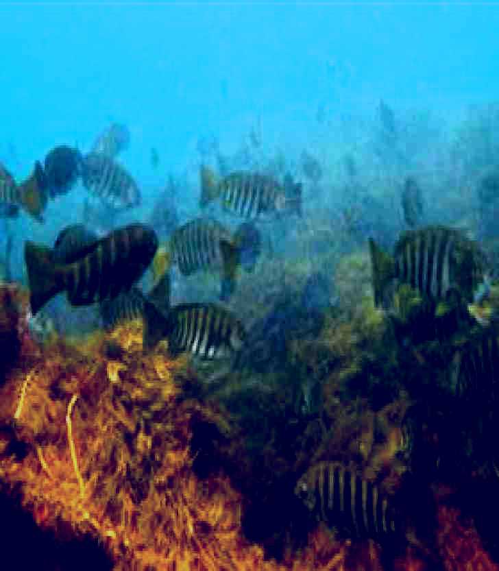 SubjectCoach | Bunurong Marine and Coastal Park