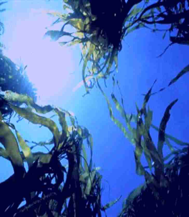 SubjectCoach | Marengo Reefs Marine Sanctuary