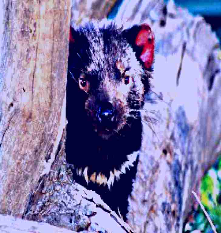 SubjectCoach | Trowunna Wildlife Park