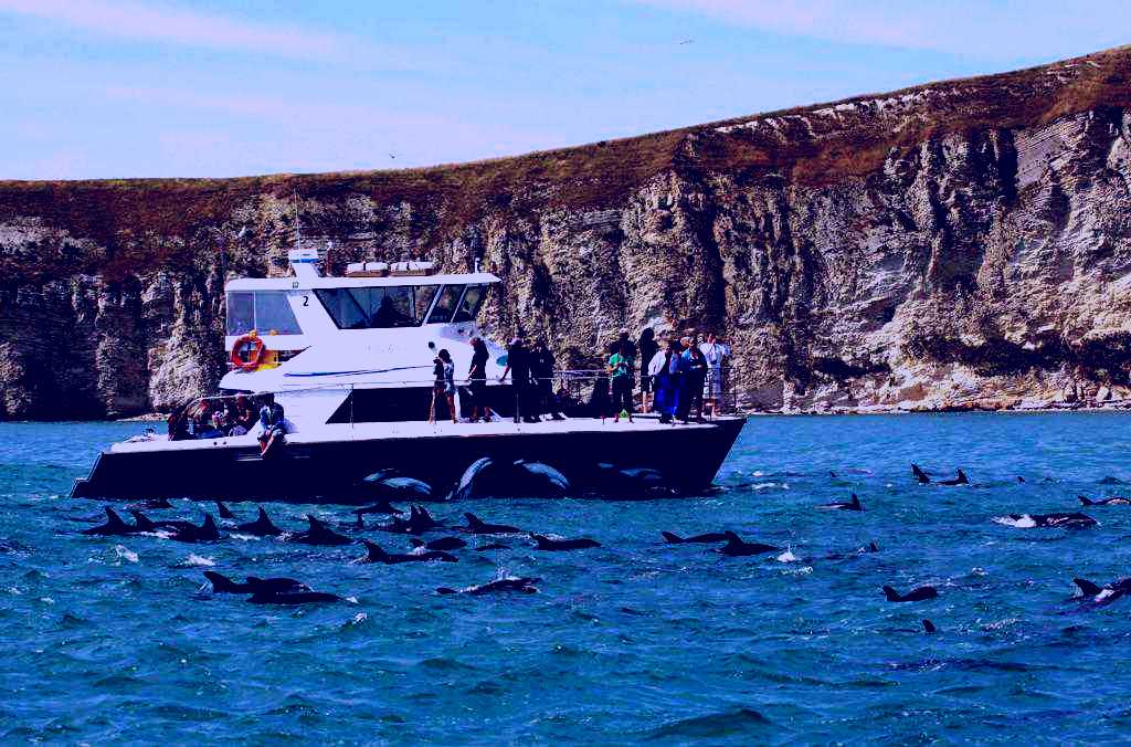 SubjectCoach | Dolphin Encounter