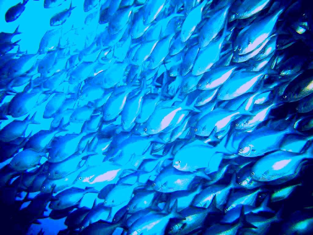 SubjectCoach | Oceanblue Adventures