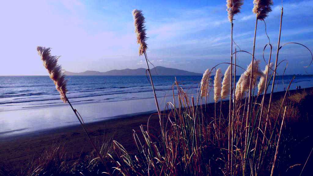 SubjectCoach | Kapiti Coast Kiwi Experience