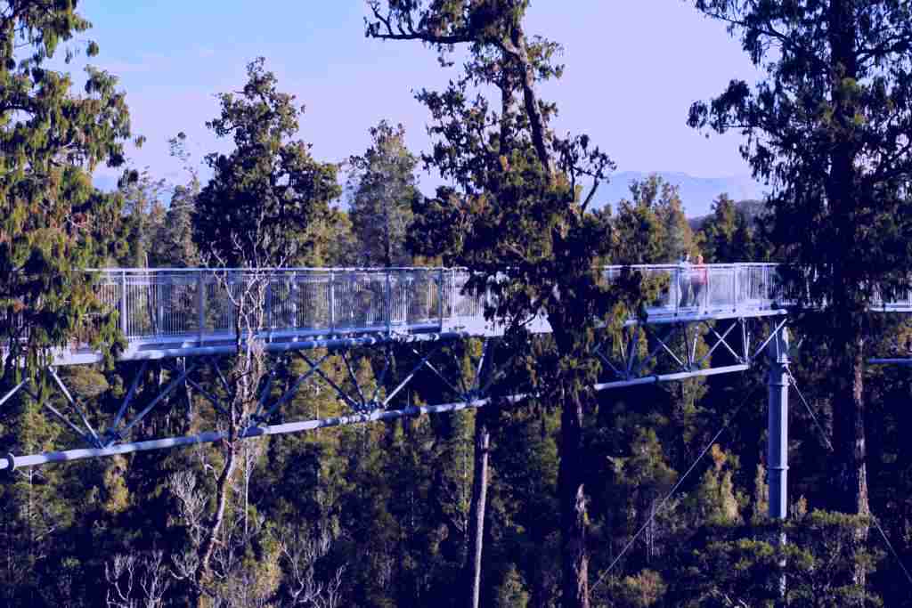 SubjectCoach | West Coast Tree Top Walk