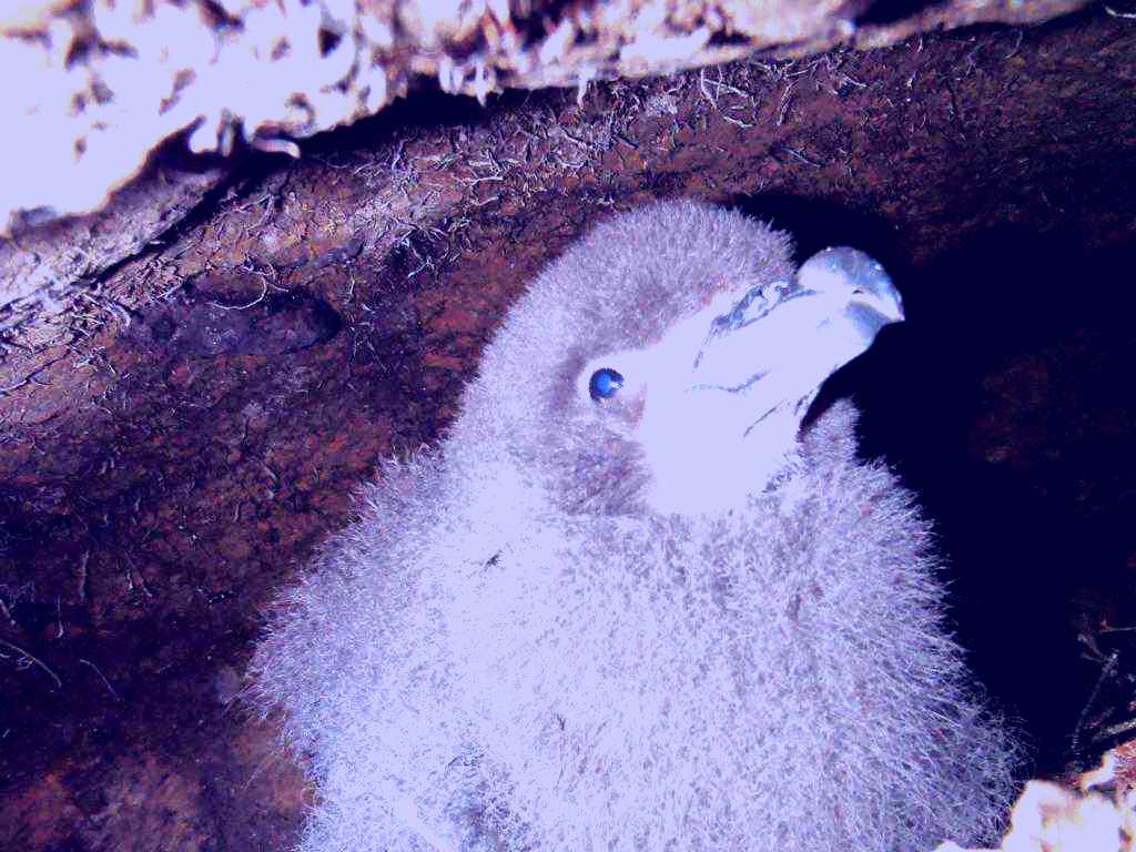 SubjectCoach | Petrel Colony Tours Image 1